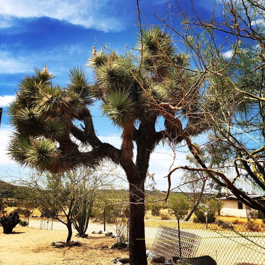 Popular Homestead! Location, Stargaze, Views! 约书亚树 外观 照片